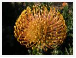 Leucospermum spp - Pincushion Protea * 2592 x 1944 * (2.44MB)